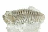 Fossil Flexicalymene Trilobite - Mt Orab, Ohio #380320-2